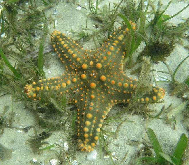 Spotted Starfish